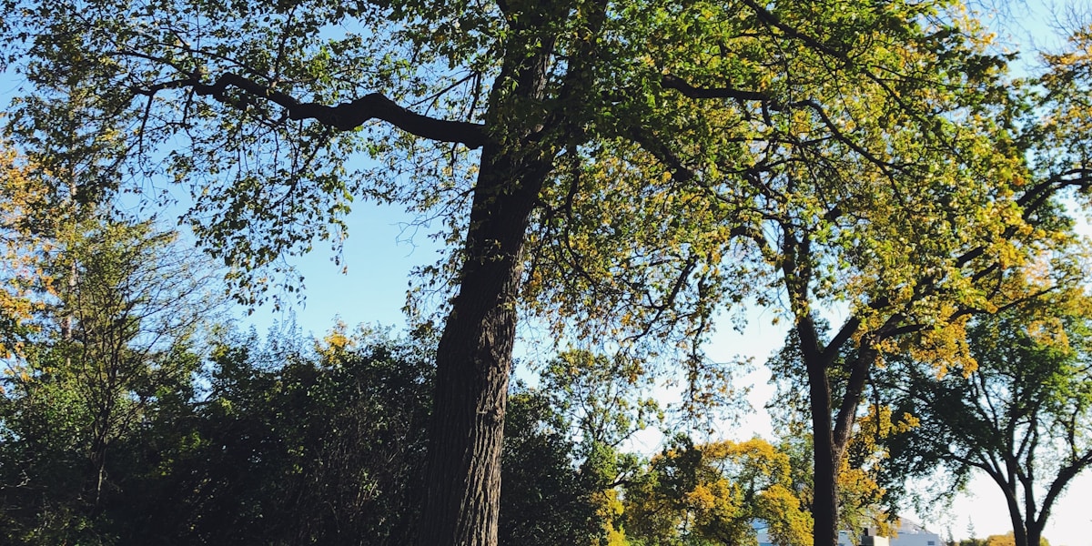 A peaceful park bench under mature trees in Peanut Park, Winnipeg